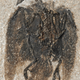 Illustration for article titled Cartoonishly Well-Preserved Fossil Is the Earliest Bird of Its Kind
